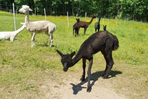 20220515_132138 20220515_132138