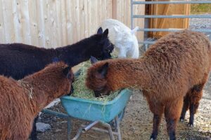 IMG-20210313-WA0000 IMG-20210313-WA0000