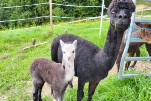 IMG-20241017-WA0015 IMG-20241017-WA0015